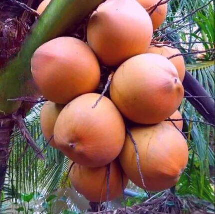 Red Coconut