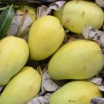 Tu Quy Mango