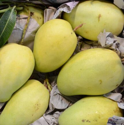 Tu Quy Mango